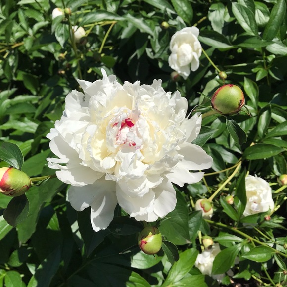 Meet your Posher, Tricia - Picture 1 of 1